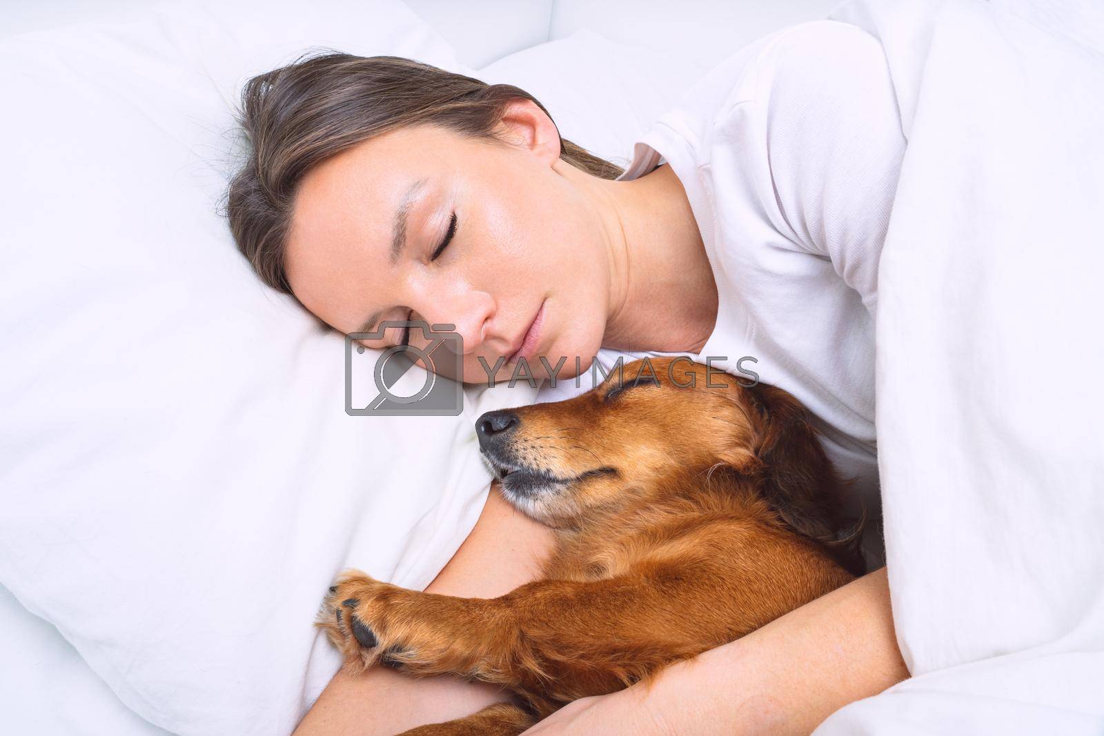 Royalty free image of Woman sleeping with dog in the bed. Lovely dachshund dog sleeping together with owner by DariaKulkova