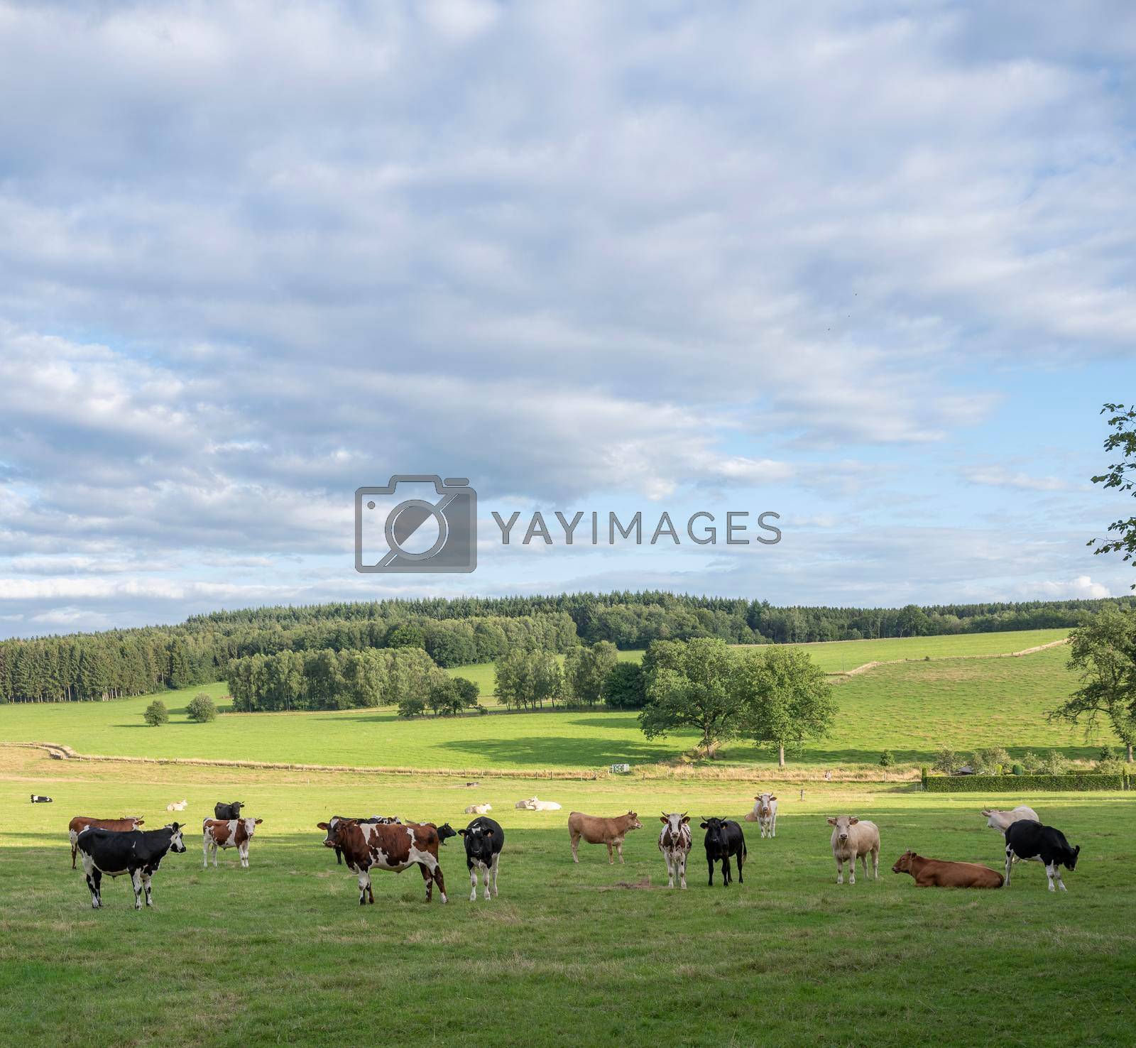 blue sky with clouds and cows in variations of white, black, brown and red in green grassy park landscape of northern france near charleville