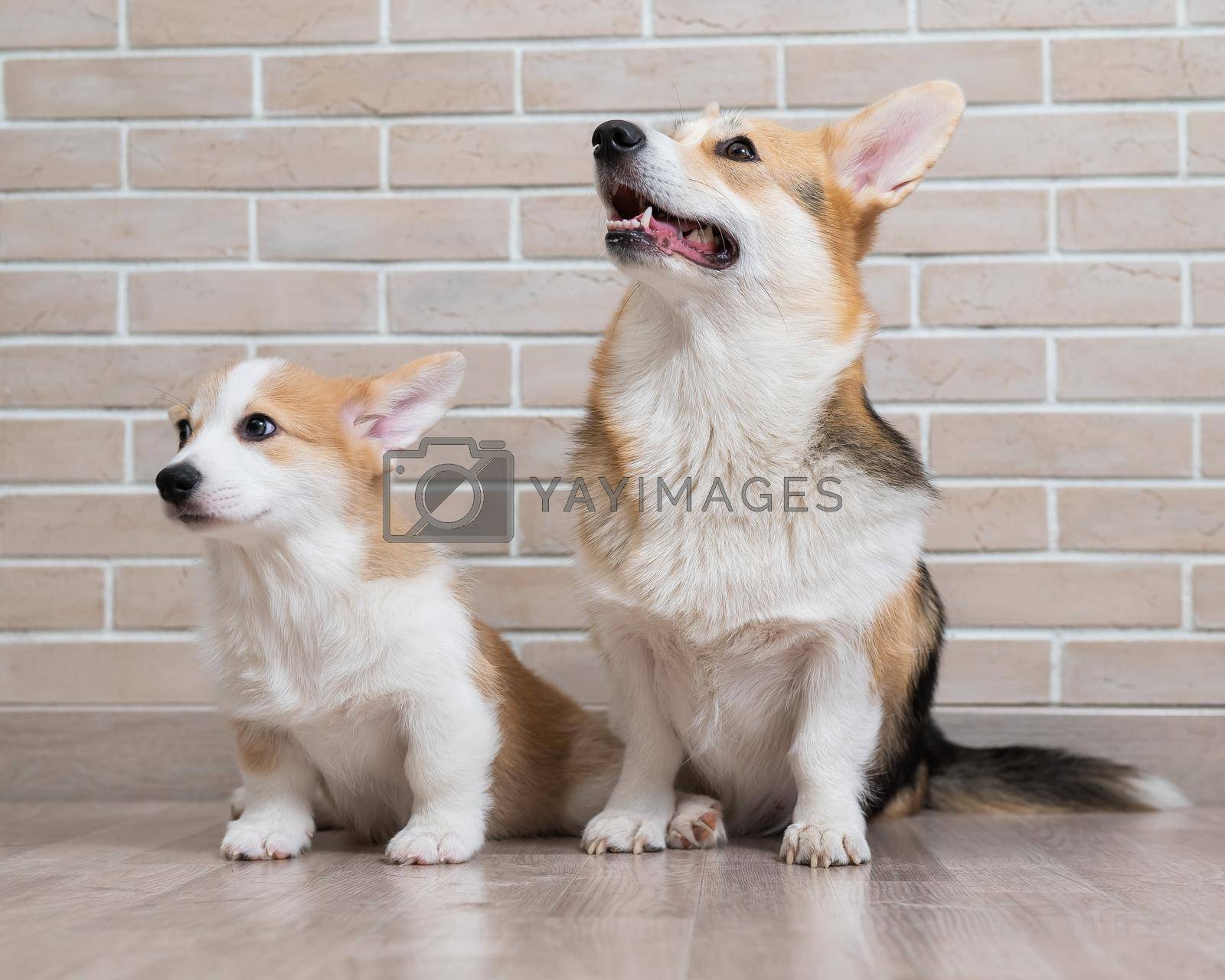Royalty free image of Pembroke corgi mom and puppy on the background of a brick wall. Dog family. by mrwed54