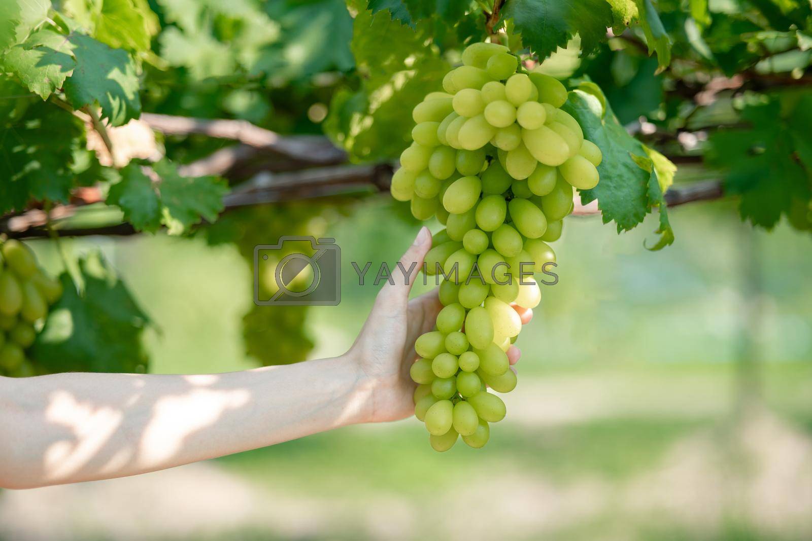 Royalty free image of Woman hand harvesting grapes outdoors in vineyard. by sirawit99