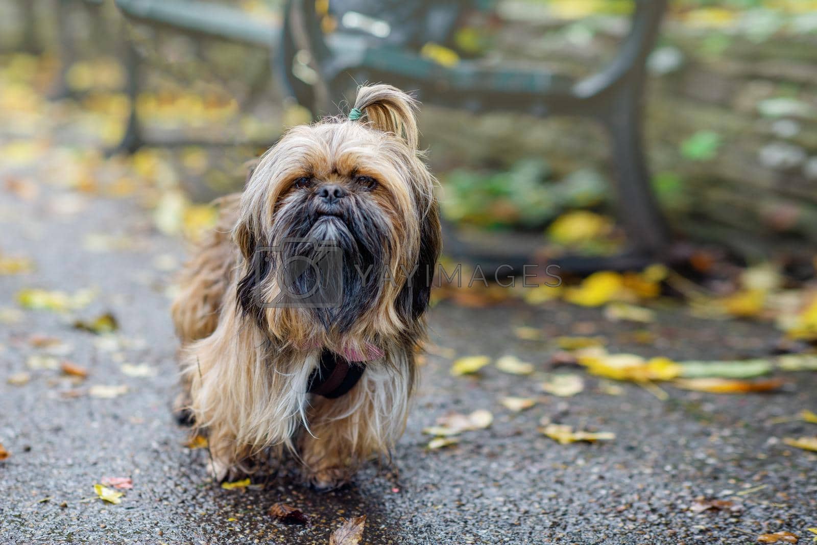Funny Shih-tzu out for a walk in Autumn cheely day