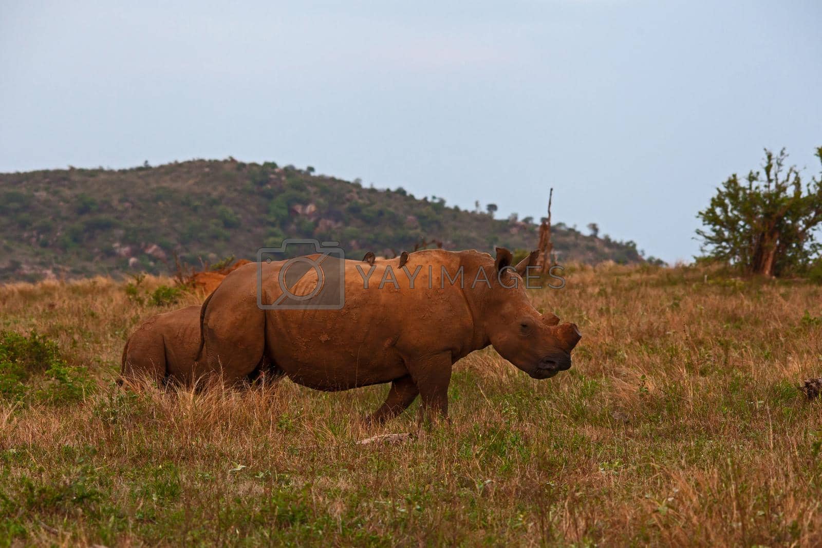 Royalty free image of White Rhino Ceratotherium simum 14759 by kobus_peche