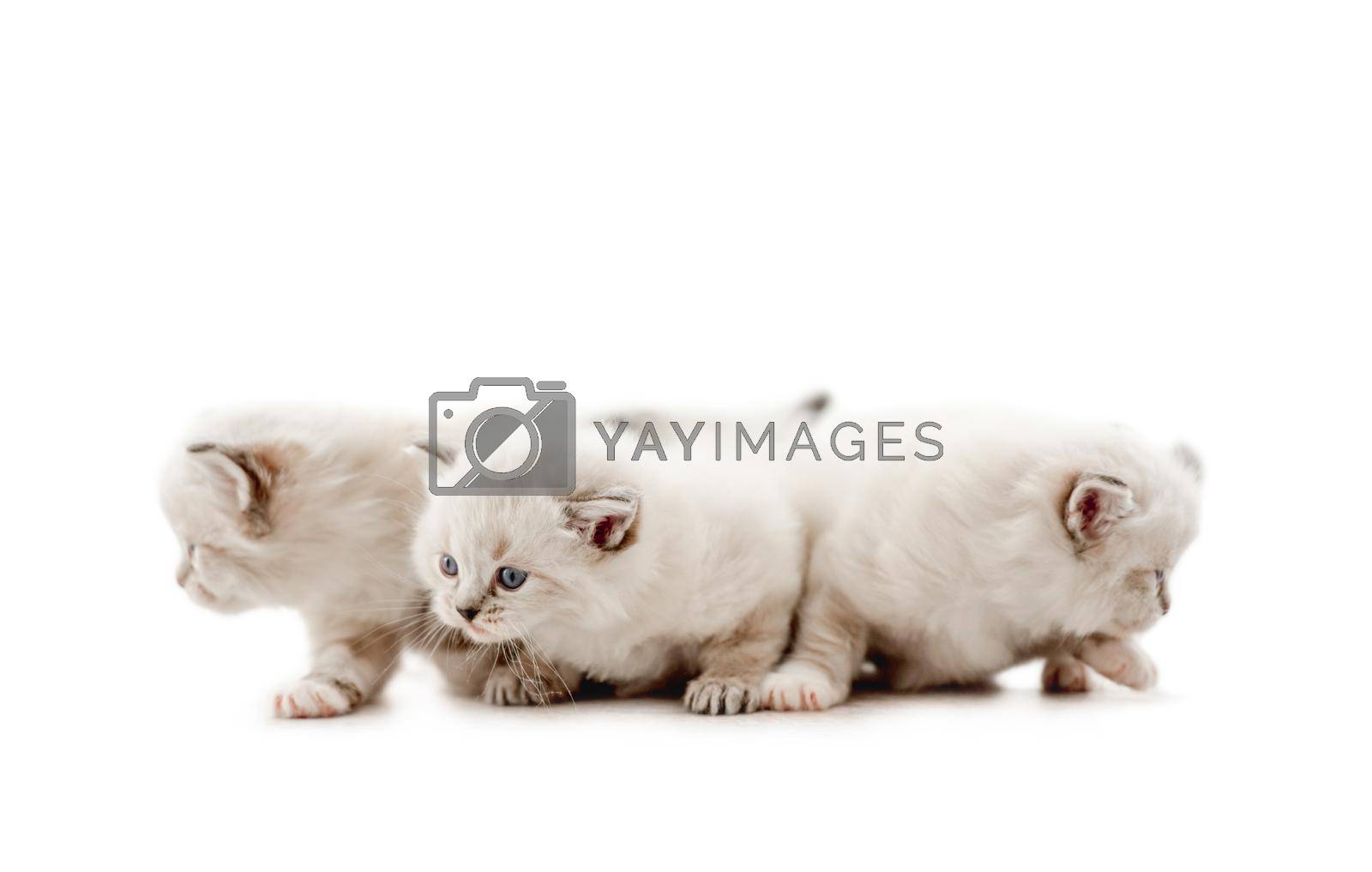 Three adorable fluffy ragdoll kittens with blue eyes looking at different sides isolated on white background. Cute purebred fluffy kitty cats together. Lovely little feline pets