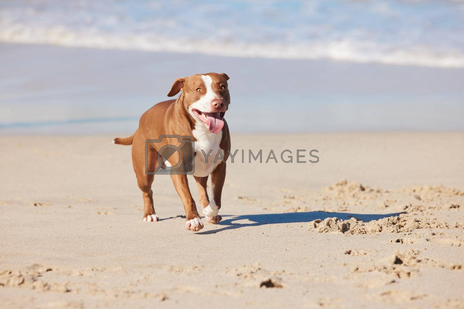 Shot of an adorable pit bull enjoying a day at the beach.