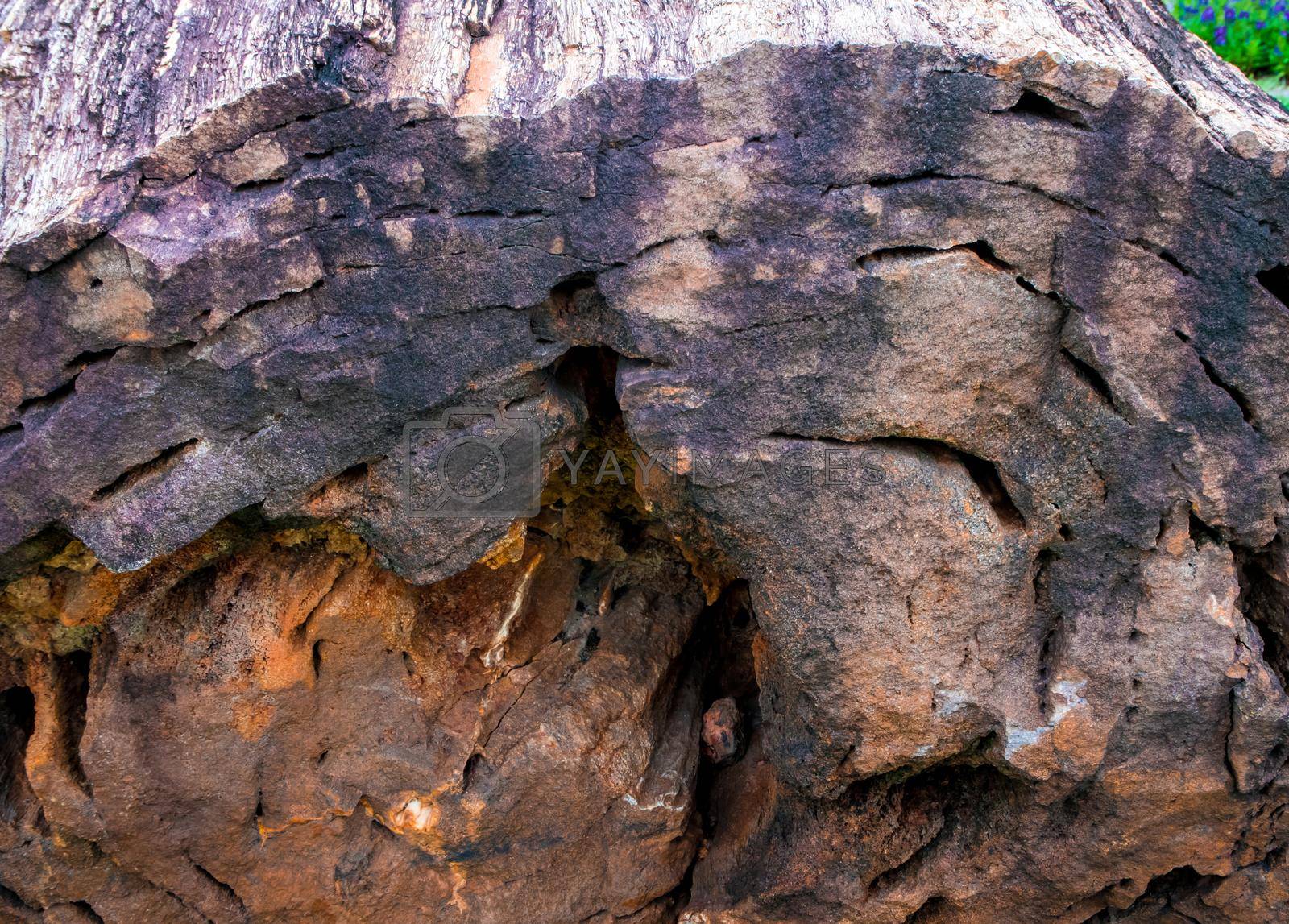 Royalty free image of The wood fossil of a large tree in complete condition by Satakorn