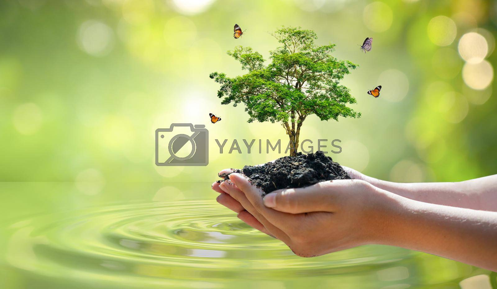 Royalty free image of environment Earth Day In the hands of trees growing seedlings. Bokeh green Background Female hand holding tree on nature field grass Forest conservation concept by sarayut_thaneerat