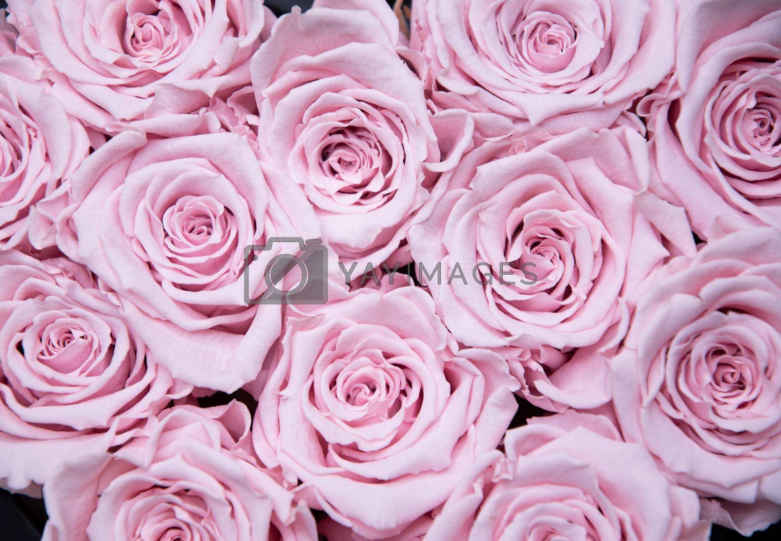texture of pink rose buds, natural floral background. High quality photo