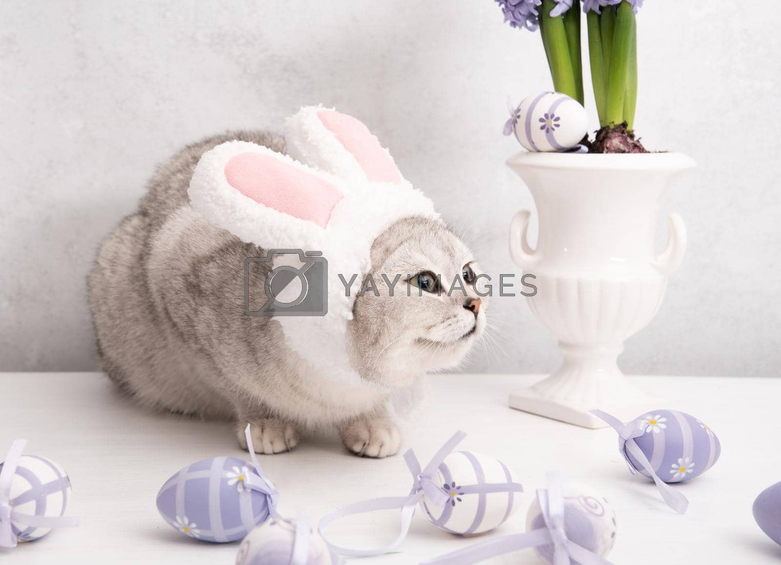 funny kitten in a hat with easter bunny ears, lilac hyacinths in a vase and eggs. High quality photo