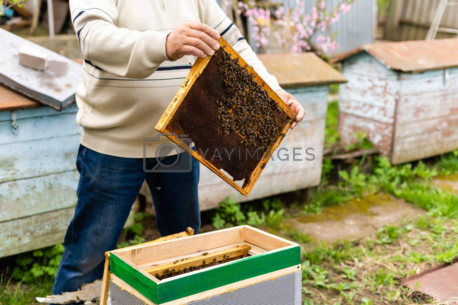 Royalty free image of beekeeper's hand holds empty eaten honeycombs by Andelov13