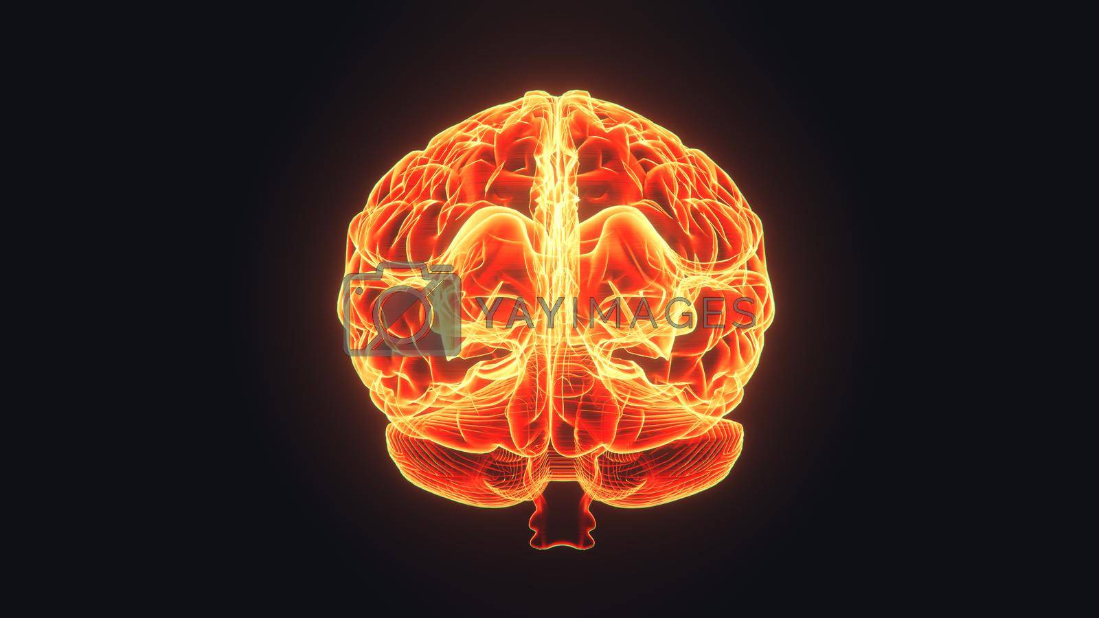 Royalty free image of Brain hologram visualization on dark background 3d rendered by bawan