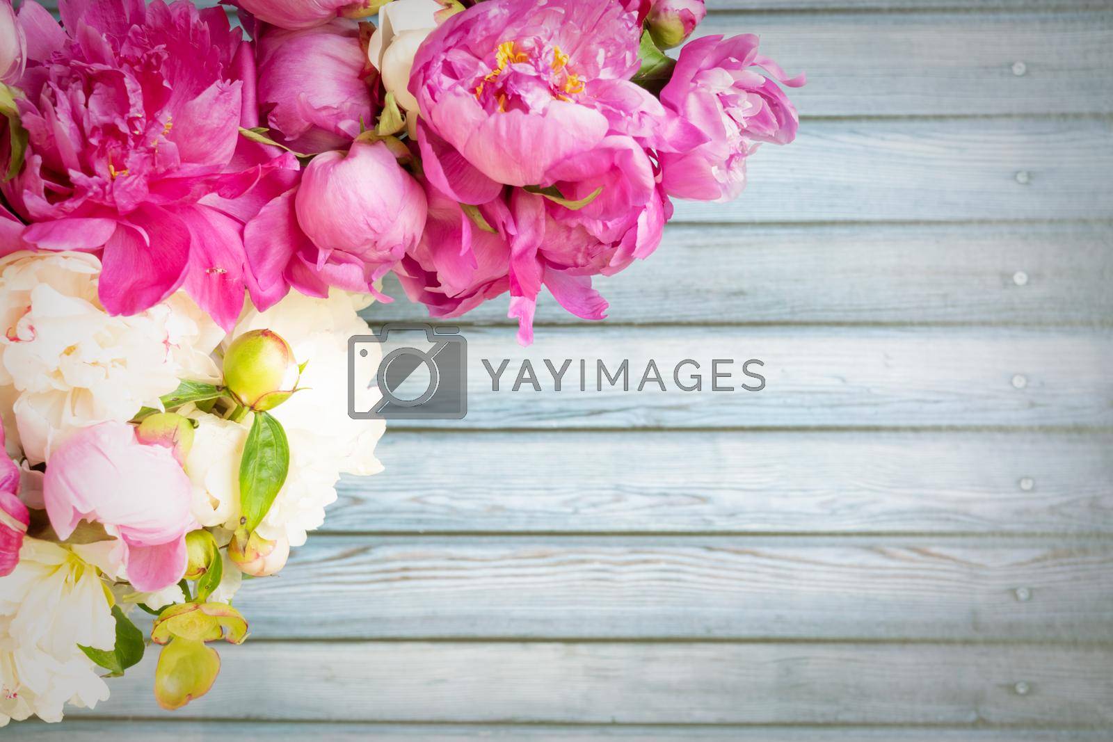 Border of Beautiful pink and white peony flowers on wooden table with copy space for your text top view and flat lay style.