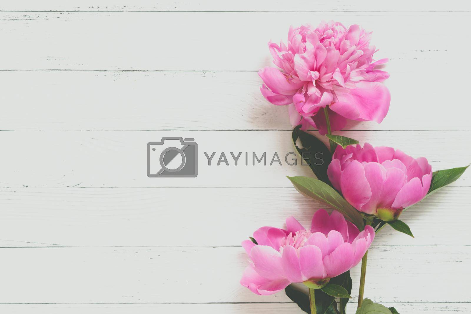 Beautiful Fluffy pink peonies flowers background. Copyspace.