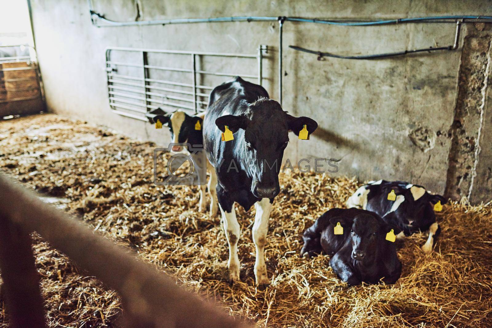 Royalty free image of These cows are well-looked after. High angle shot of two calves inside a dairy factory. by YuriArcurs
