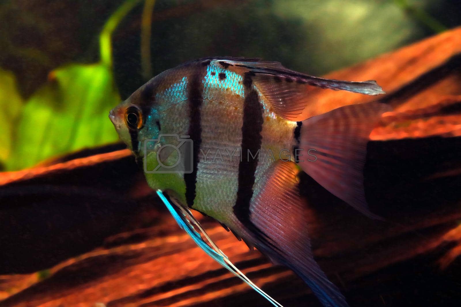 Royalty free image of Small fish Scalaria or angel fish. Freshwater angelfish in a home aquarium. by kip02kas