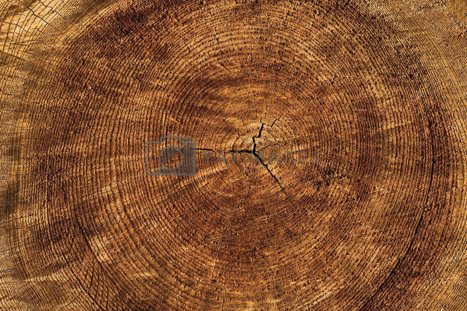 Wood texture background and copy space for your design