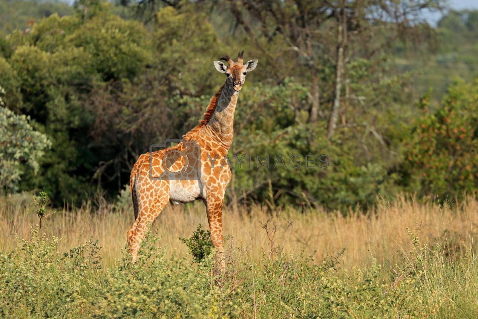 Royalty free image of Young giraffe in natural habitat by EcoPic
