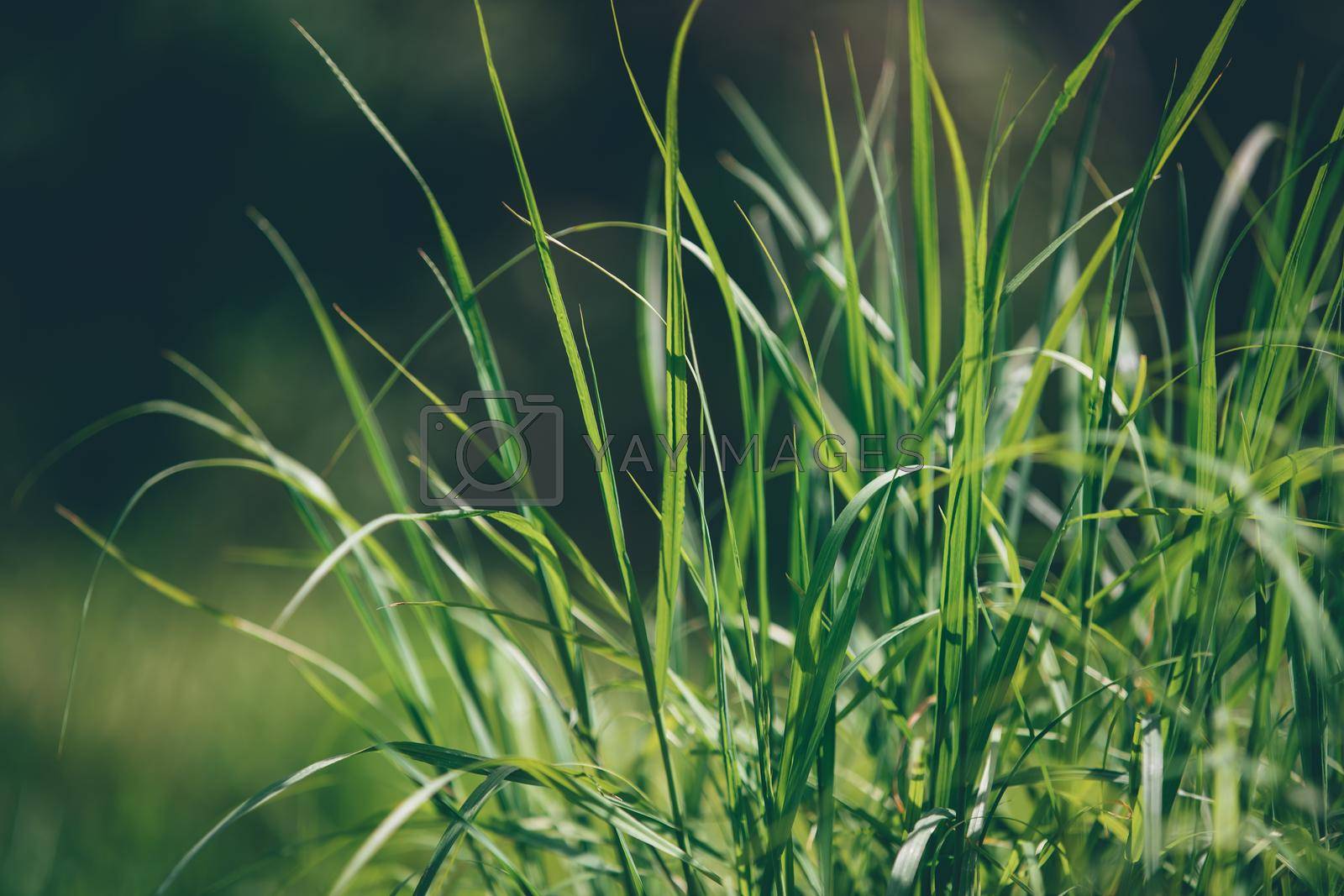 Royalty free image of Green Grass Background by Anna_Omelchenko
