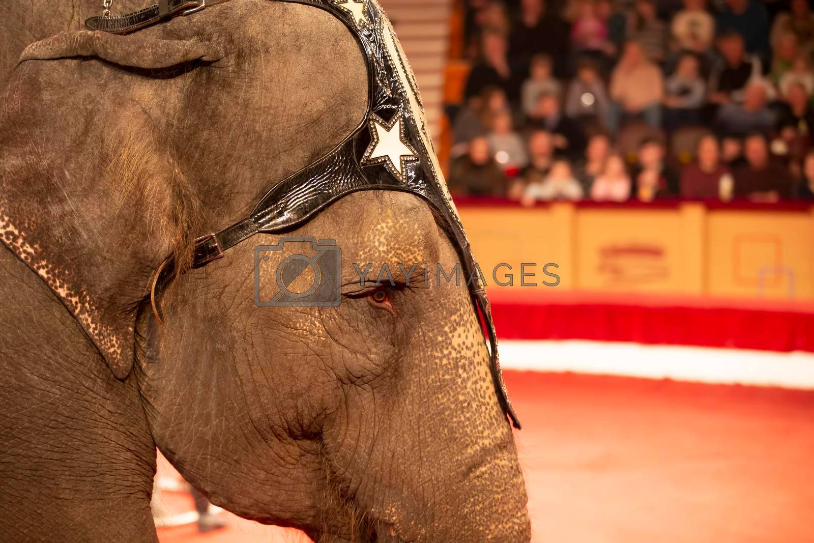 Part of the muzzle of a circus elephant against the background of blurred spectators. Animals in the circus.