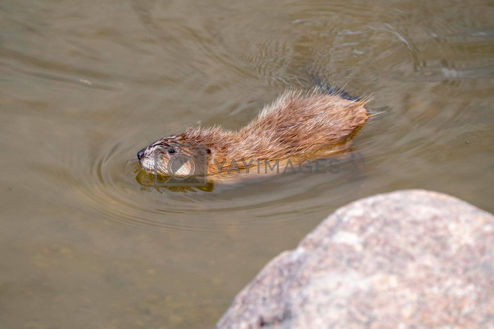 Royalty free image of Muskrat in Pond by pictureguy