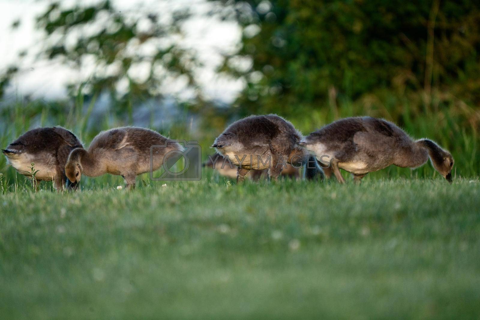 Royalty free image of Goose Goslings Canada by pictureguy