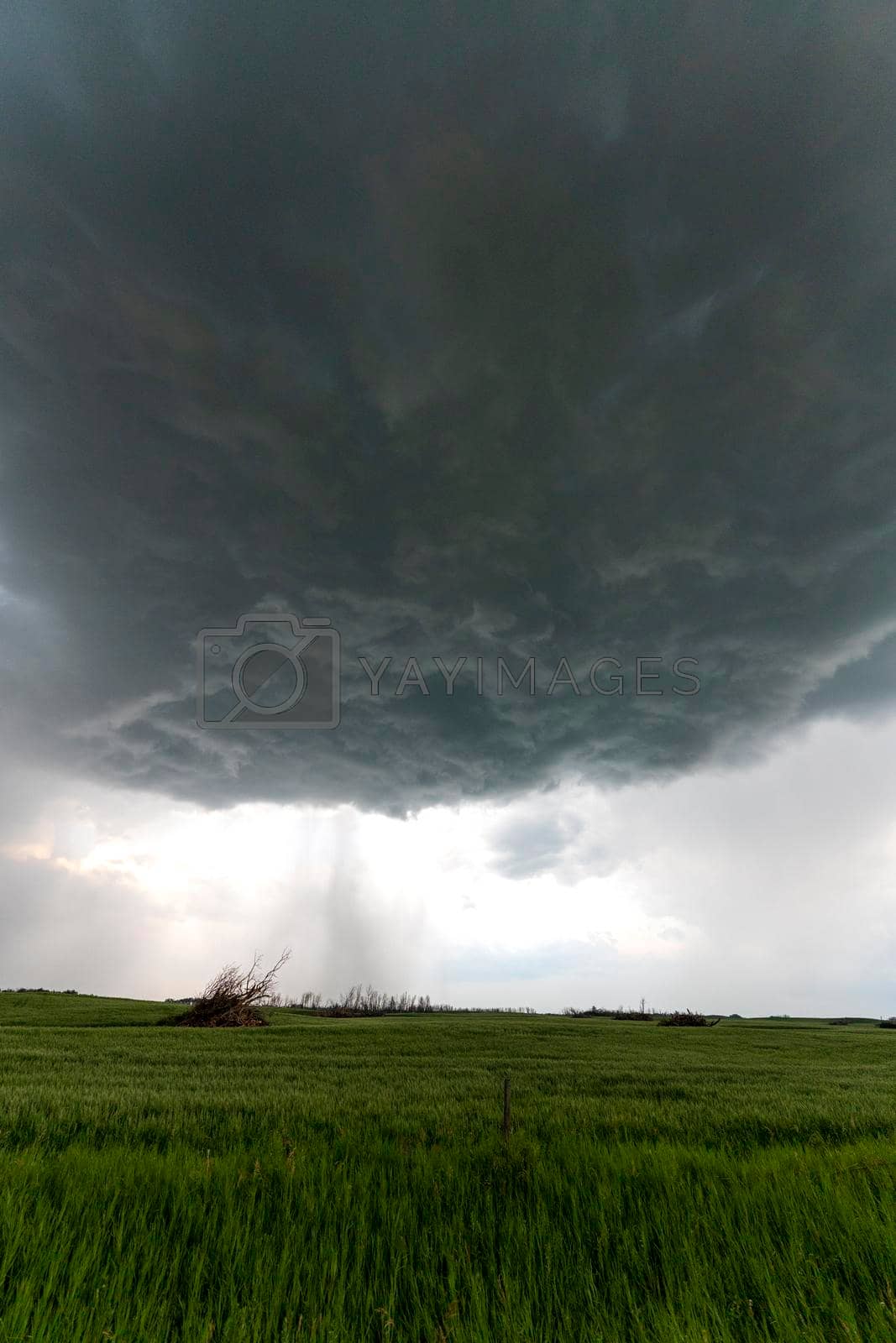 Royalty free image of Prairie Storm Canada by pictureguy