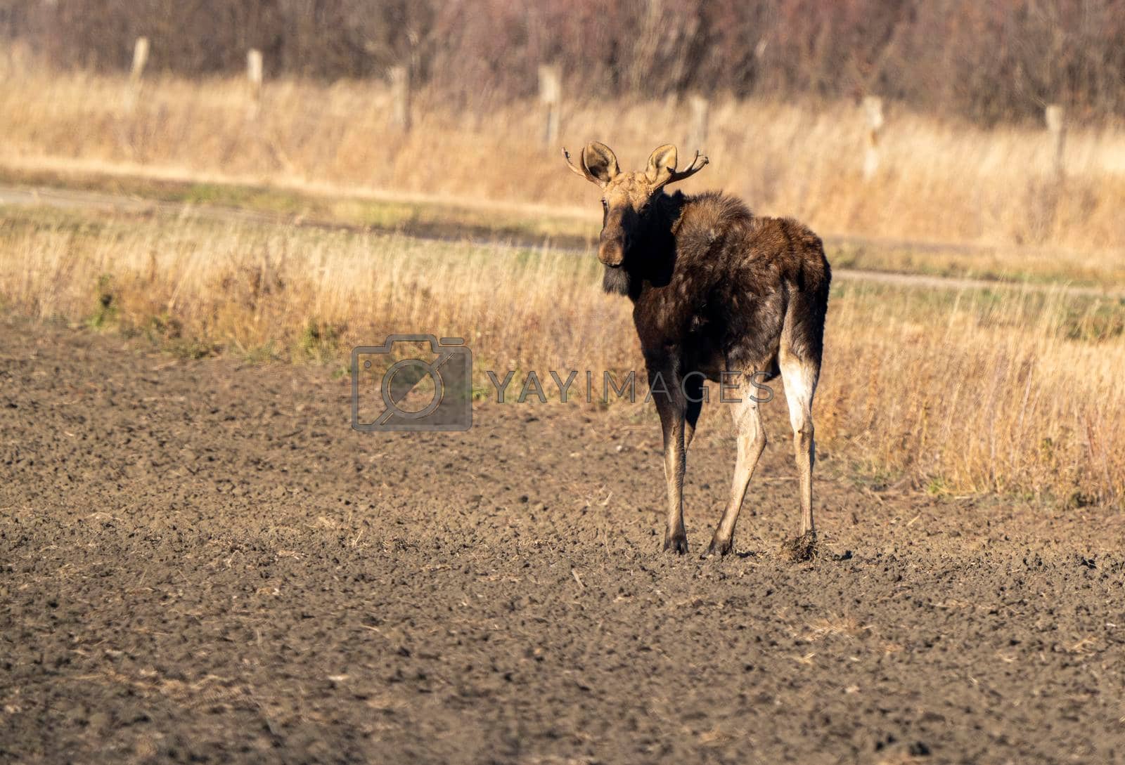 Royalty free image of Wild Prairie Moose by pictureguy