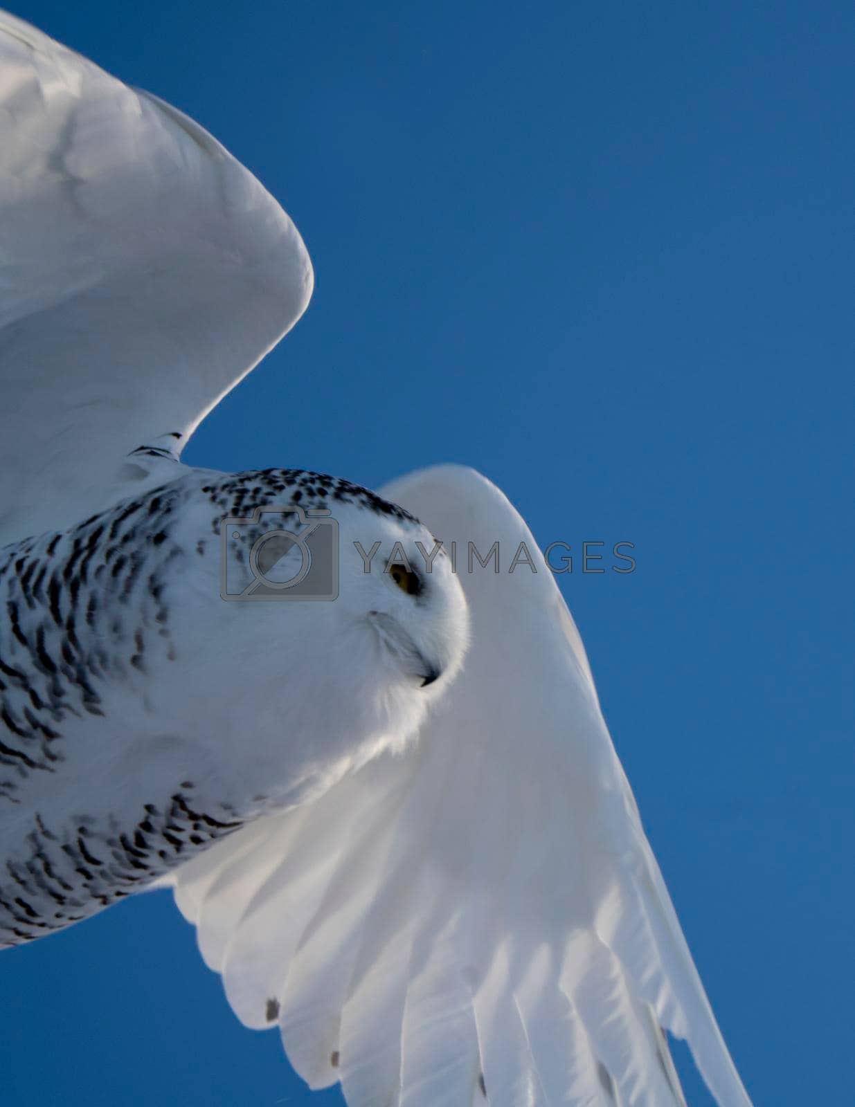 Royalty free image of Snowy Owl Canada by pictureguy