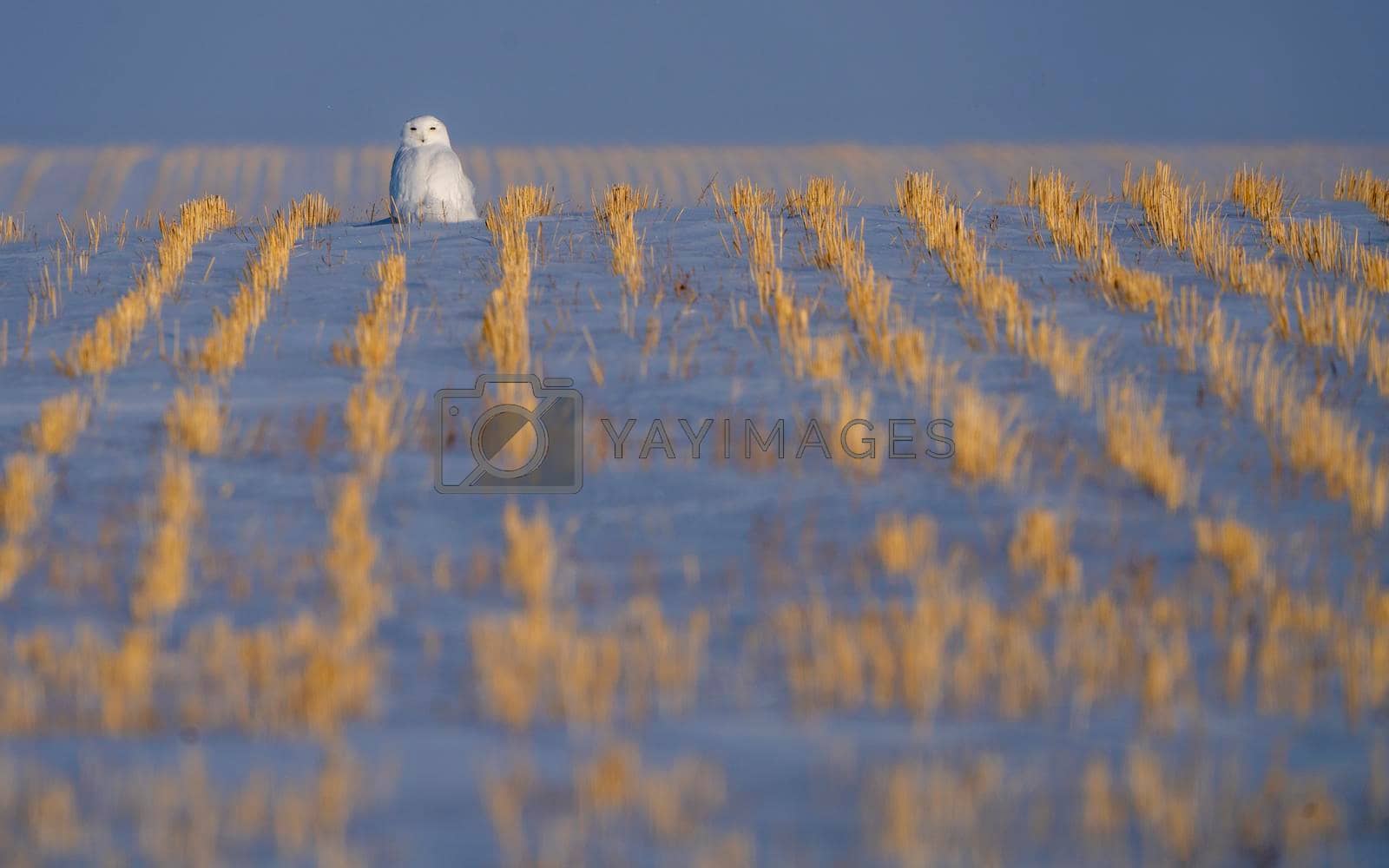 Royalty free image of Snowy Owl WInter by pictureguy