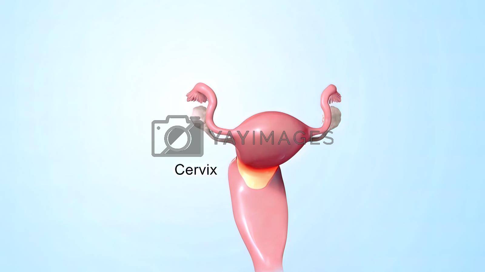 Royalty free image of Female reproductive organ, sperm entering the canal by creativepic