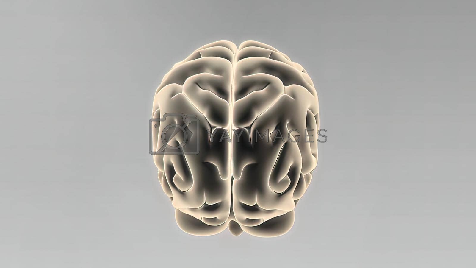 Royalty free image of Medical 3D illustration of human brain by creativepic