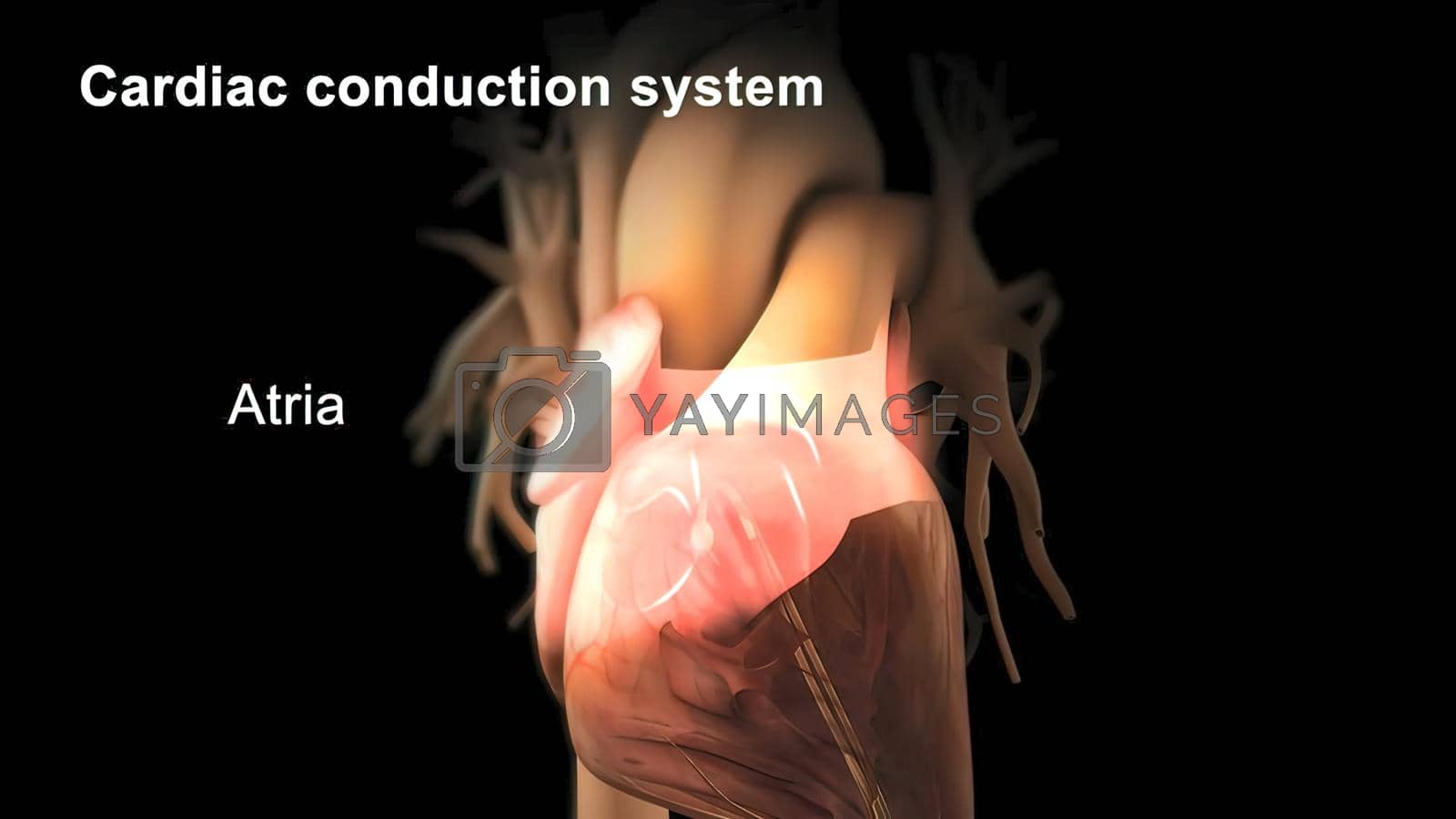 Royalty free image of Cardiac Conduction System 3d medical by creativepic