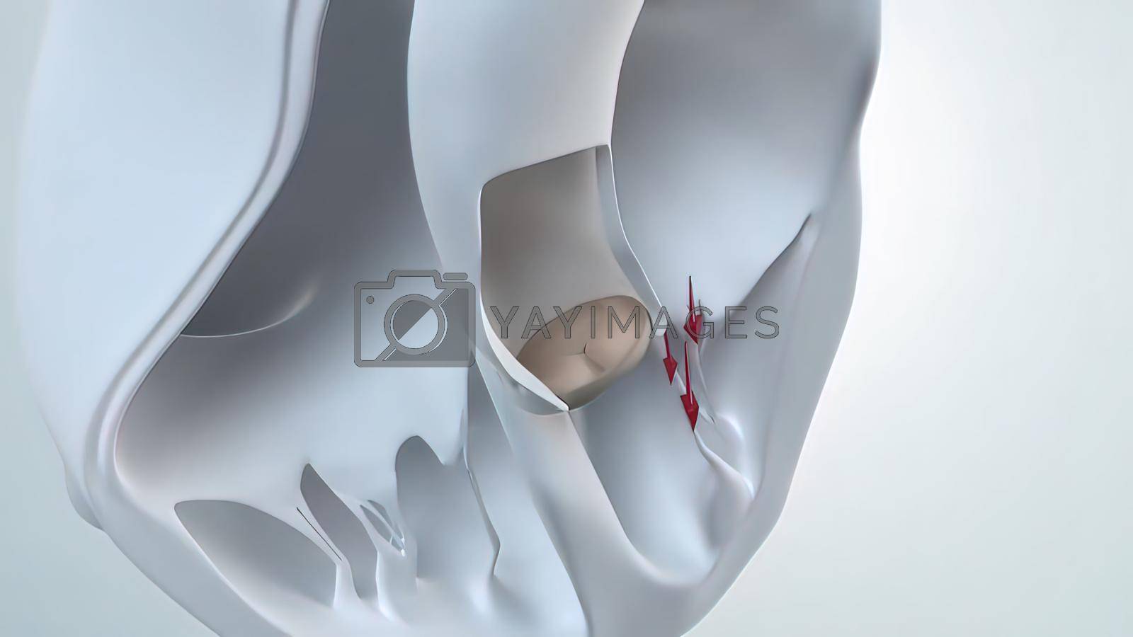 Royalty free image of The Heart anatomy. 3D Medical of Aortic Valve by creativepic