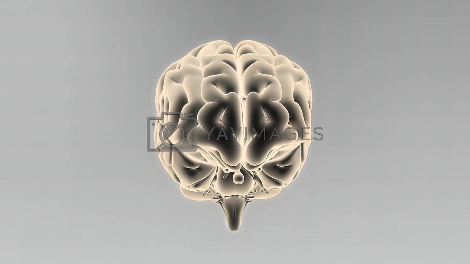 Royalty free image of Medical 3D illustration of human brain by creativepic
