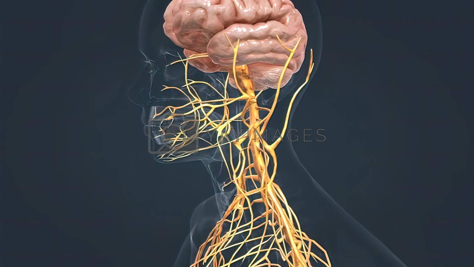 Royalty free image of Human Brain and Nervous System by creativepic