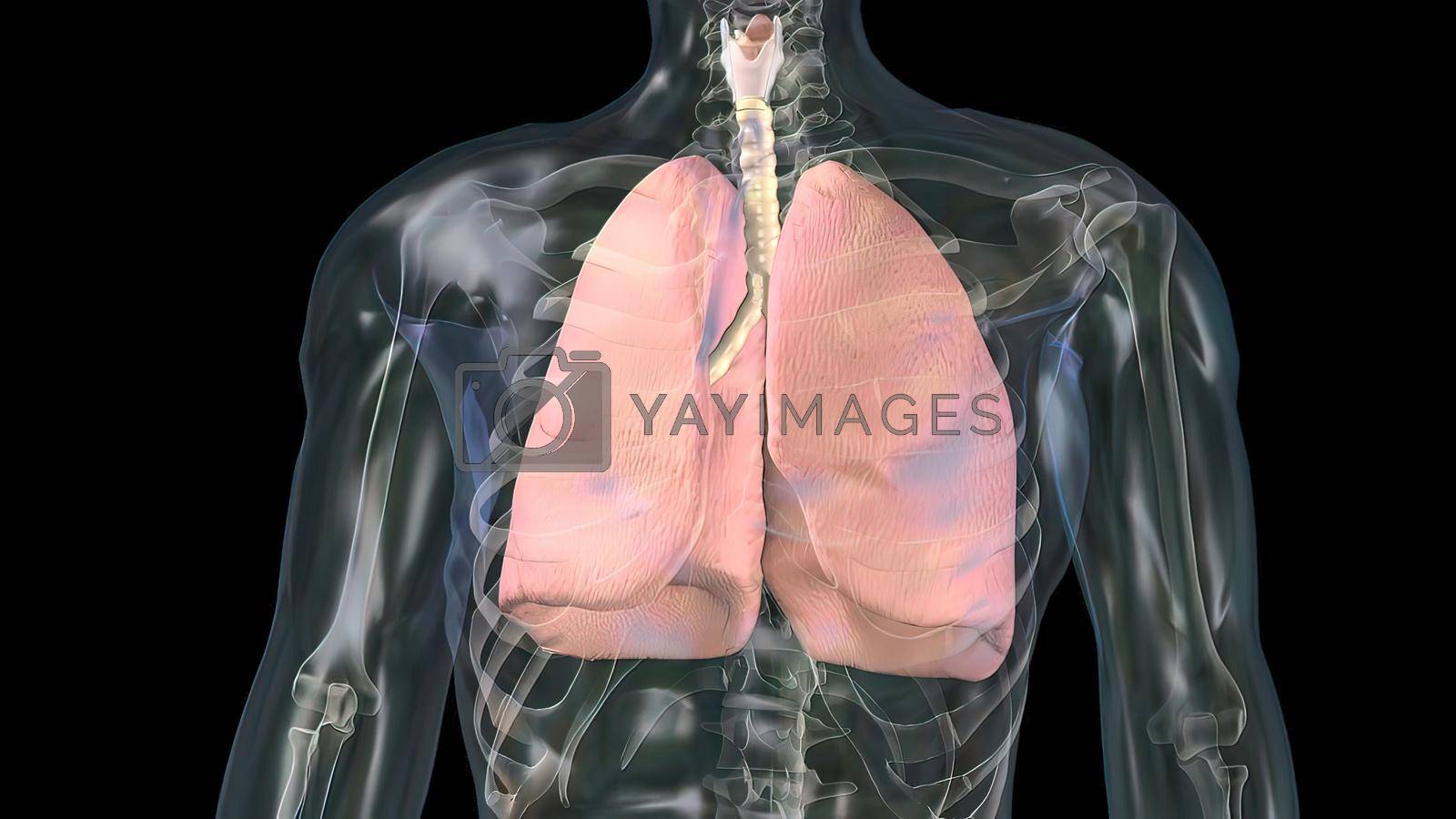 Royalty free image of Human lungs with bronchi of mesh of model. Looping motion animated by creativepic