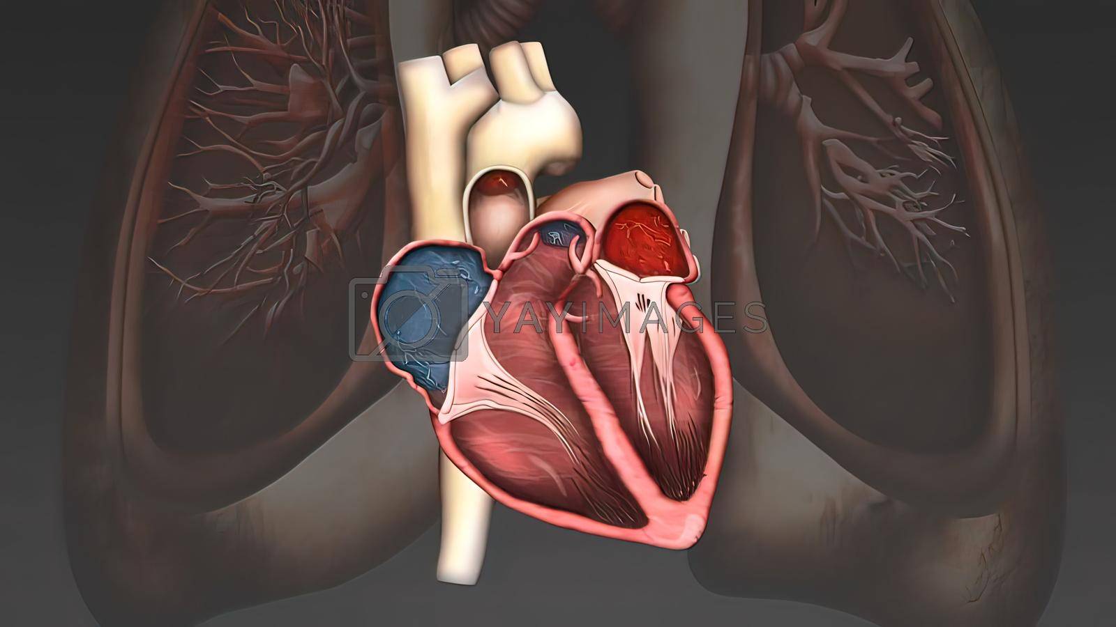 Royalty free image of Scientifically accurate simulation of blood flow in the heart by creativepic