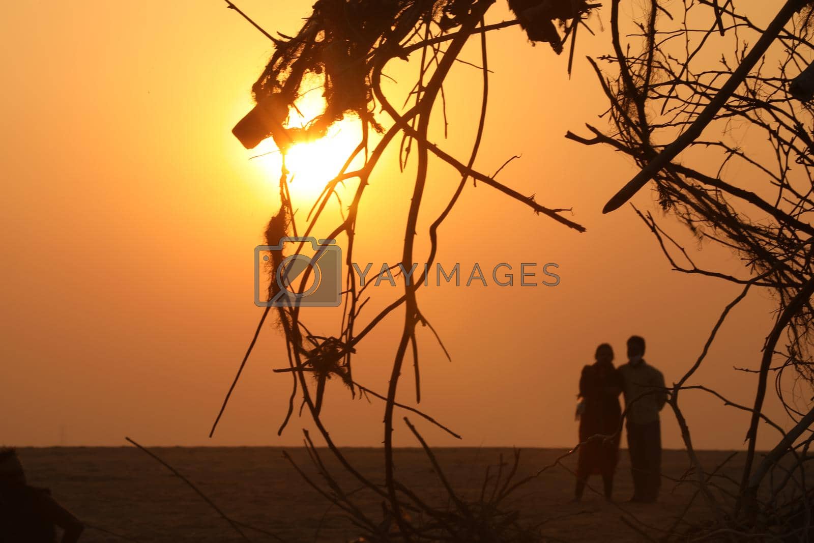 Royalty free image of Roots Of Wisdom Tree at sunset by rajastills