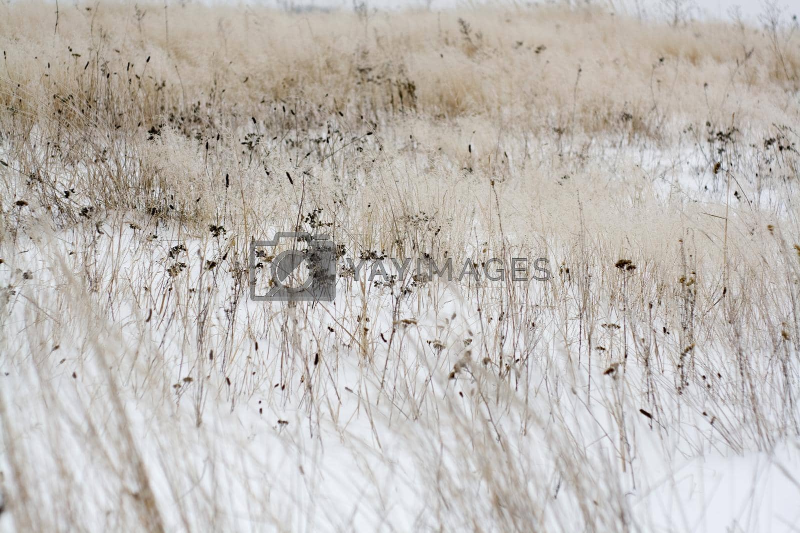 Royalty free image of Misty frosty winter morning. The grass in the frost by Myrka