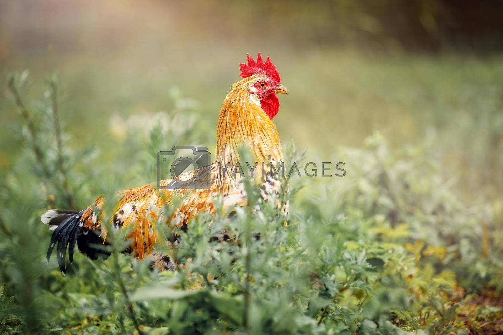 Royalty free image of Beautiful Rooster standing on the grass in blurred nature green background by Lincikas