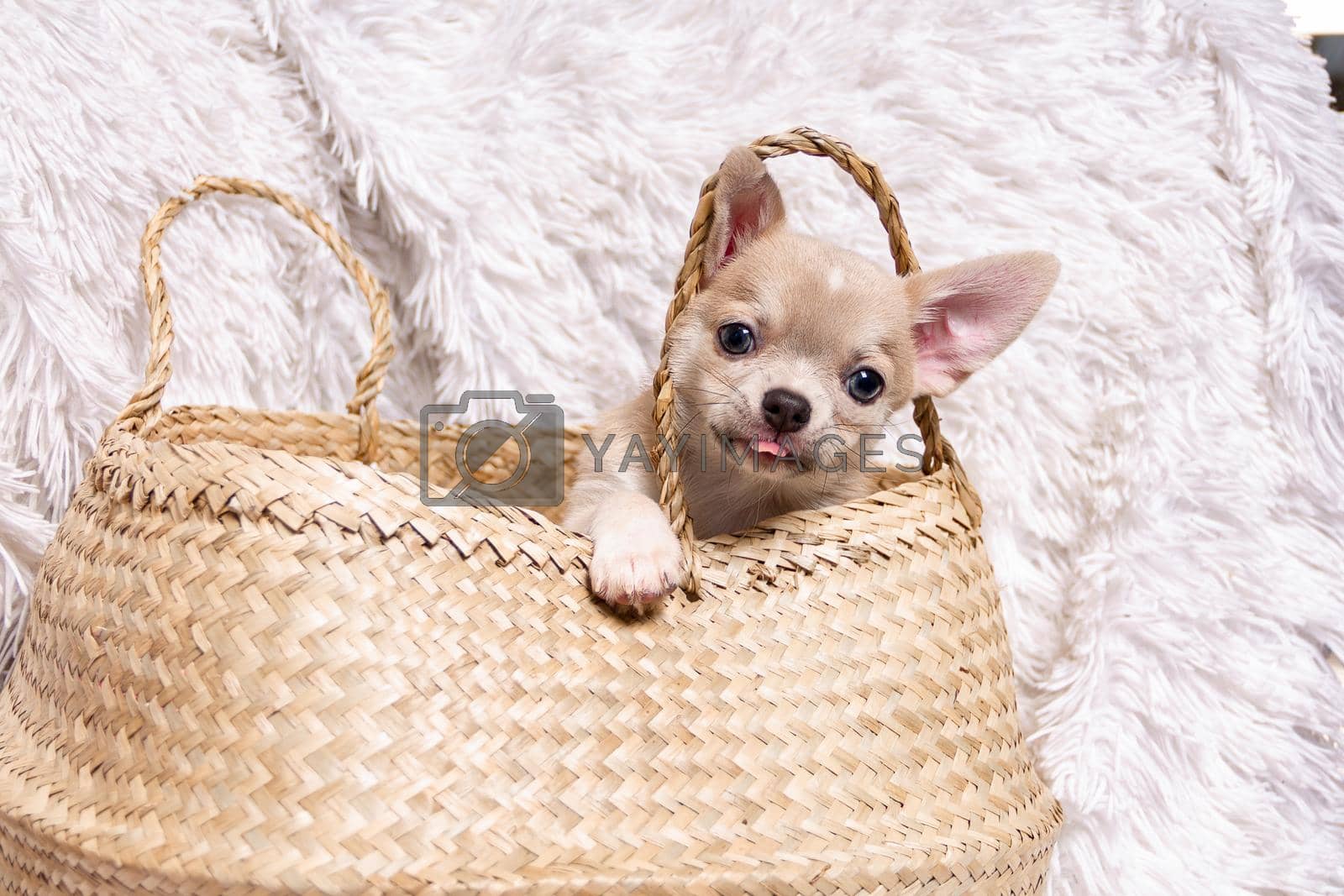 Royalty free image of chihuahua puppy In Wicker basket by Ostanina