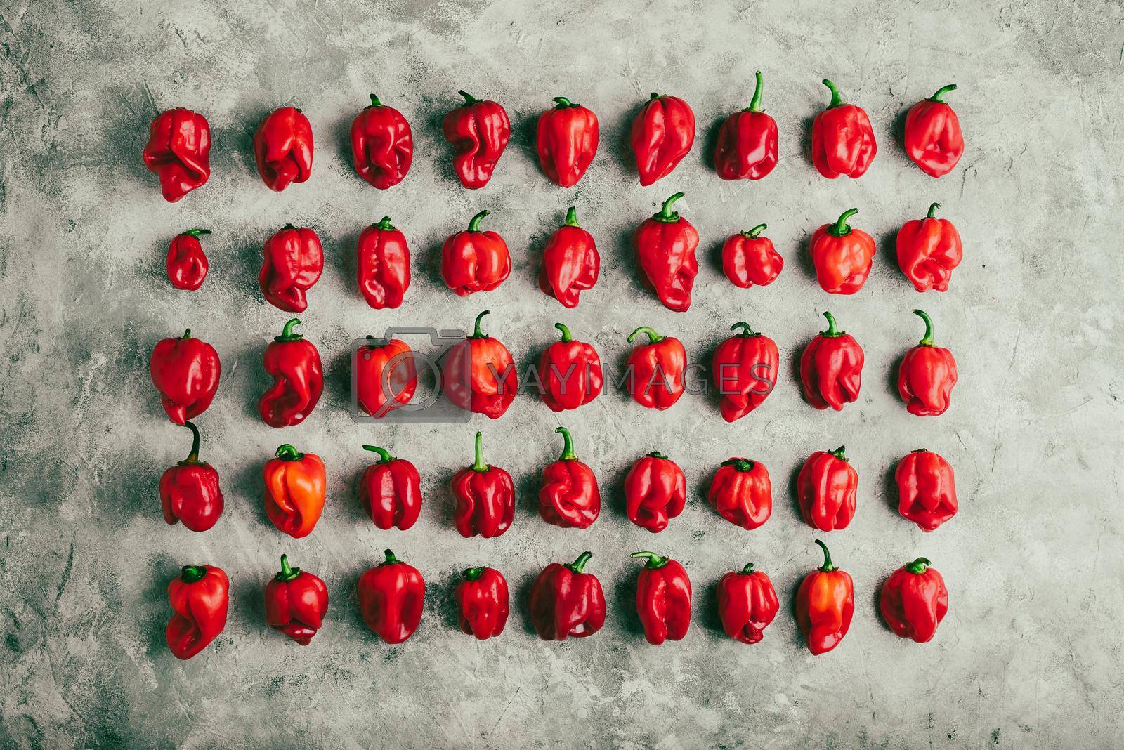 Royalty free image of Rows of Red Habanero Peppers on Gray Concrete Surface by Seva_blsv