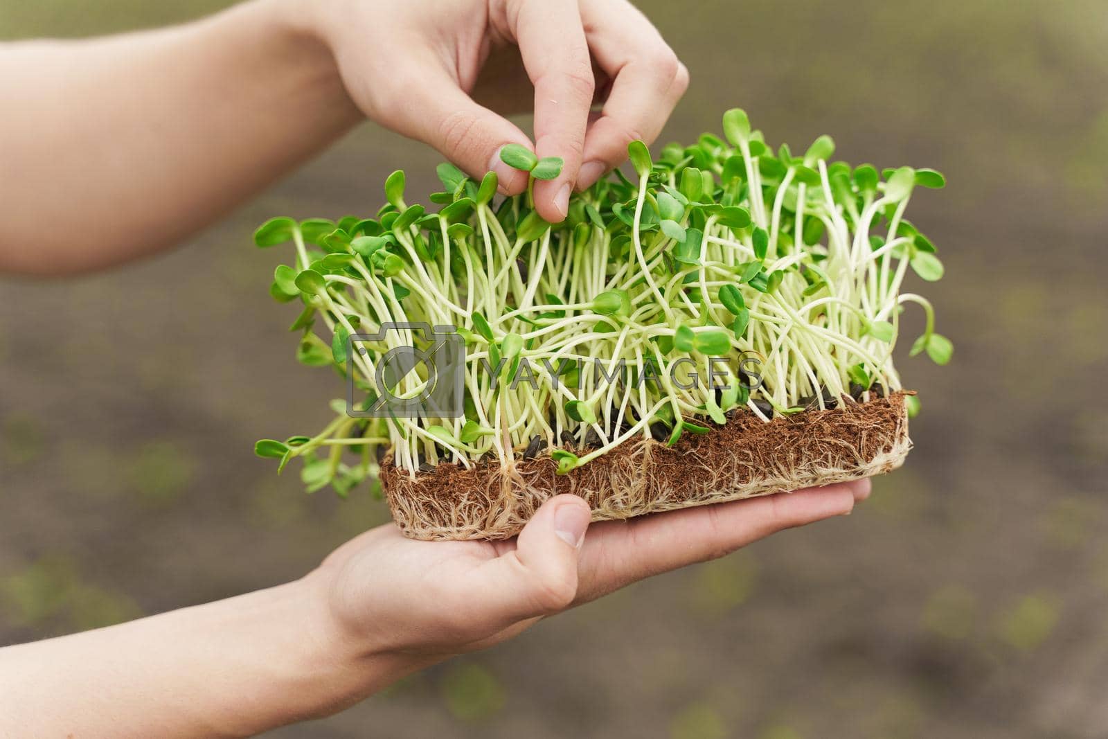 Royalty free image of Closeup microgreen of sunflower seeds with soil in hand. Man touches leaves of micro green. Idea for healthy vegan green microgreen advert. by Rabizo