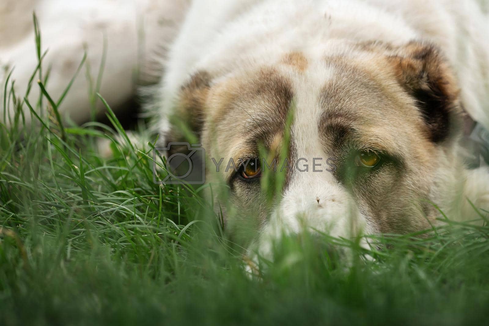 Royalty free image of Thoughtful Asian Shepherd dog and mosquito on his nose by Lincikas