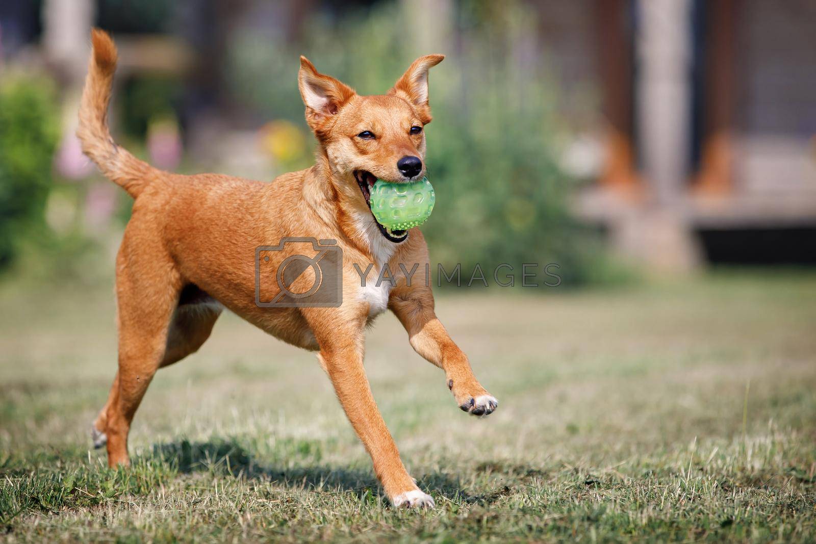 Lovely ginger dog with a floppy ears and a ball in mouth is running through a yard with green grass. Concept: pets love, happy pet