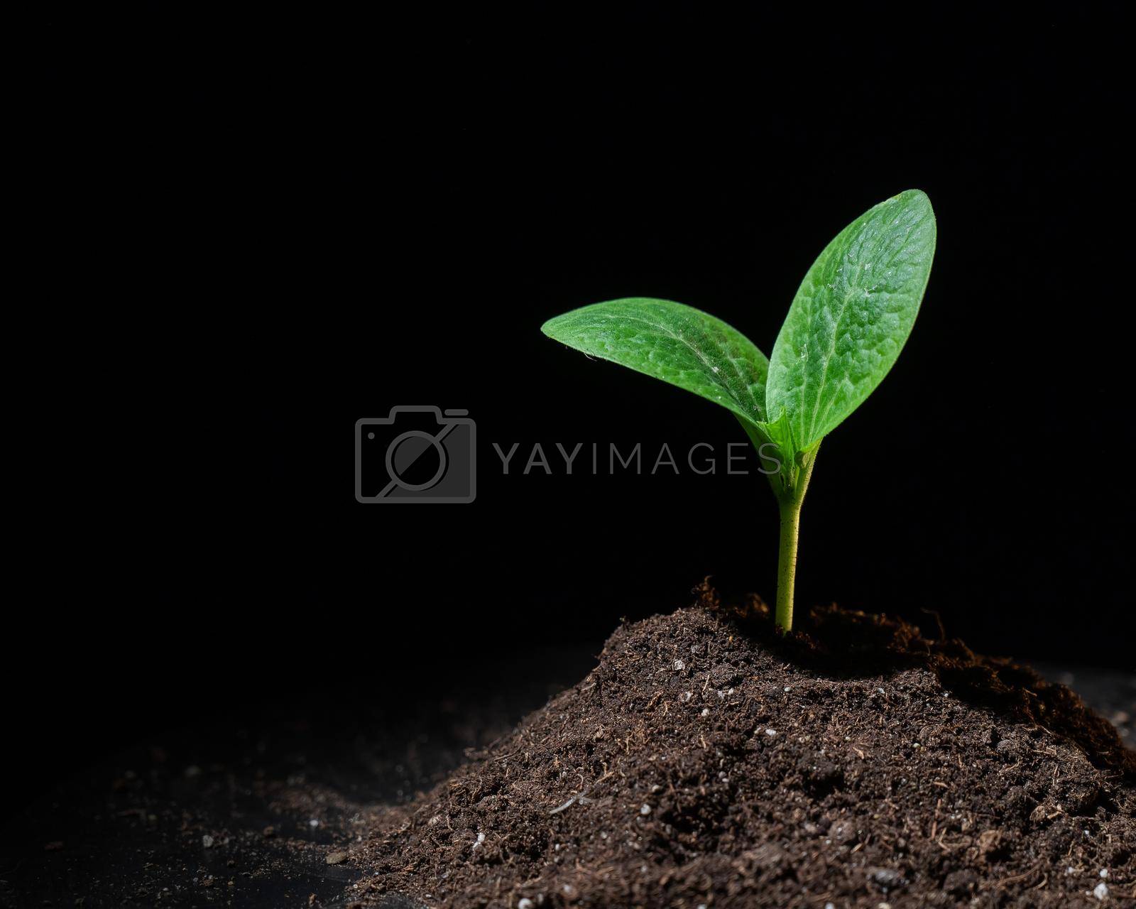 Royalty free image of Close-up of a sprout of zucchini on a black background. by mrwed54