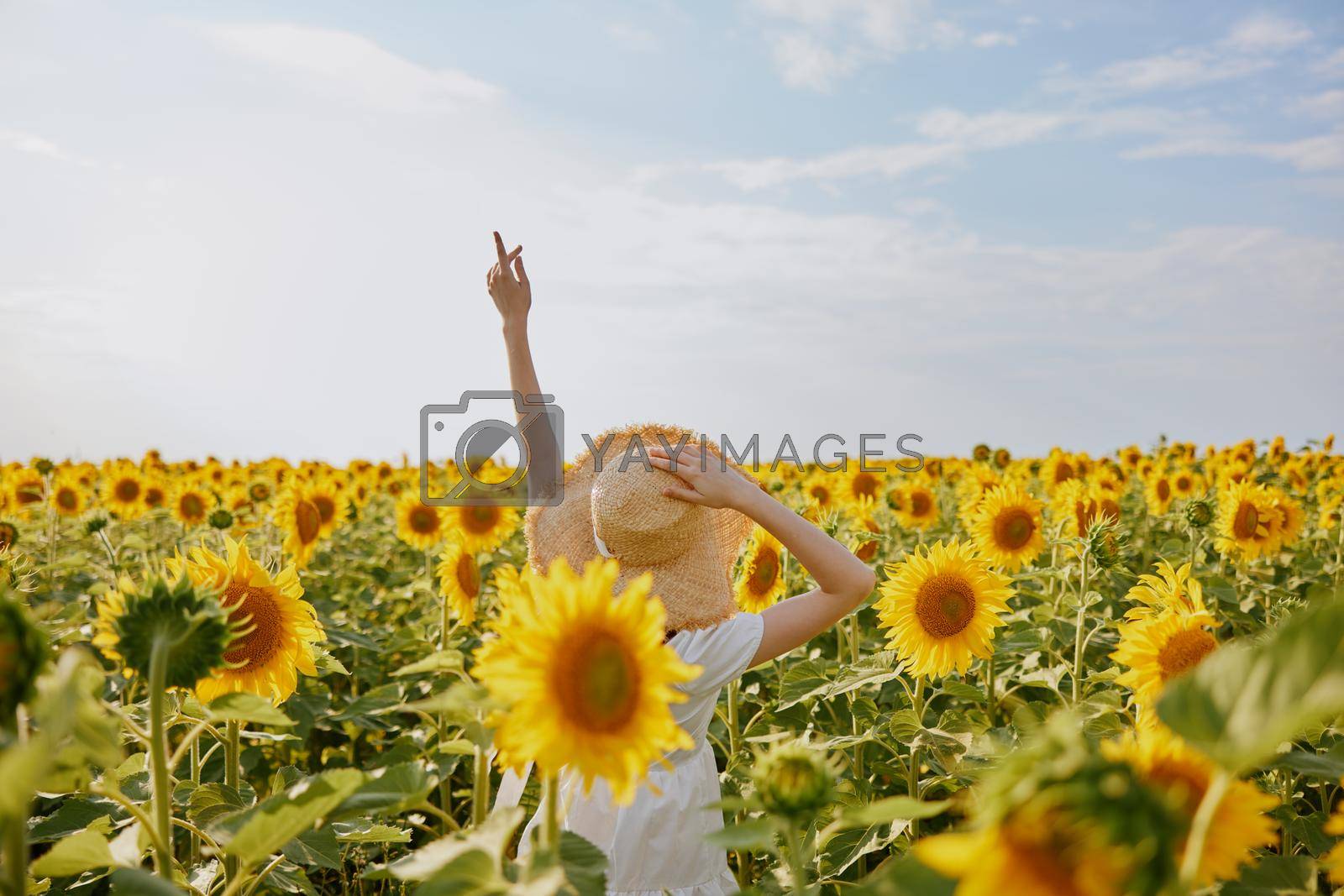 beautiful sweet girl in a white dress walking on a field of sunflowers landscape. High quality photo