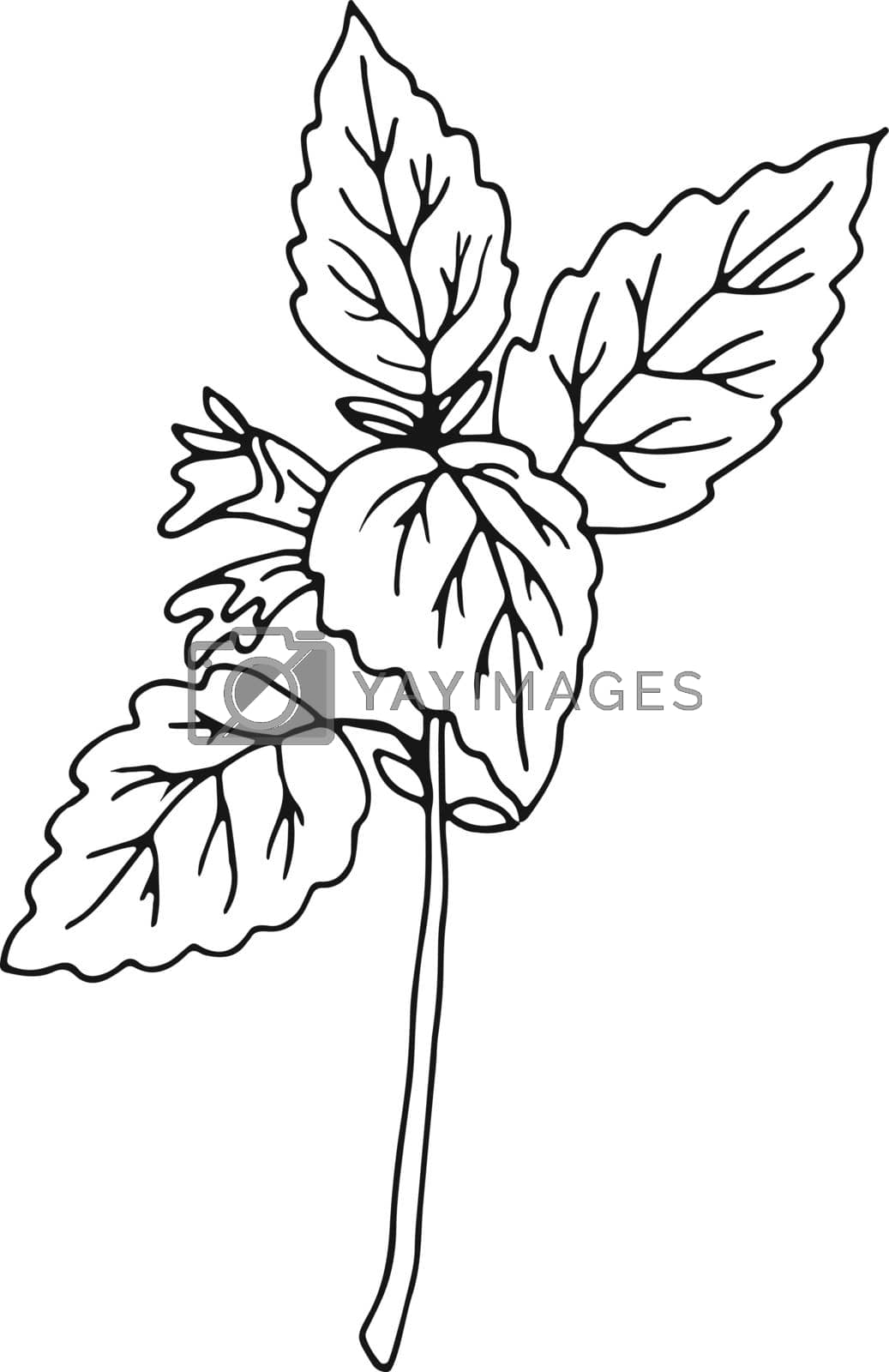 Royalty free image of Peppermint plant. Natural herb flower botanical drawing by ONYXprj