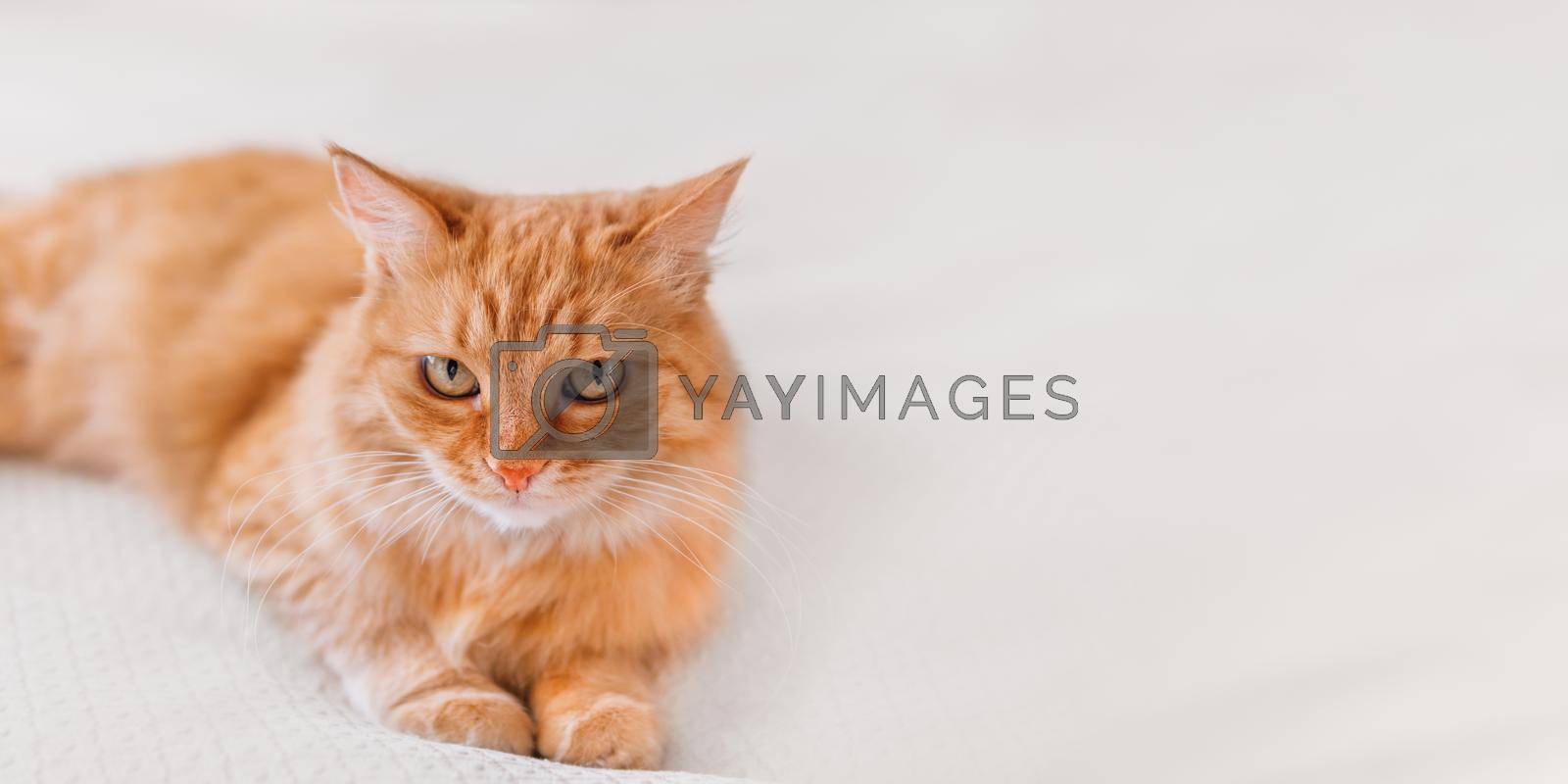 Royalty free image of Cute ginger cat on white textile background. Attentive looking domestic animal. Fluffy pet. Background with copy space. by aksenovko