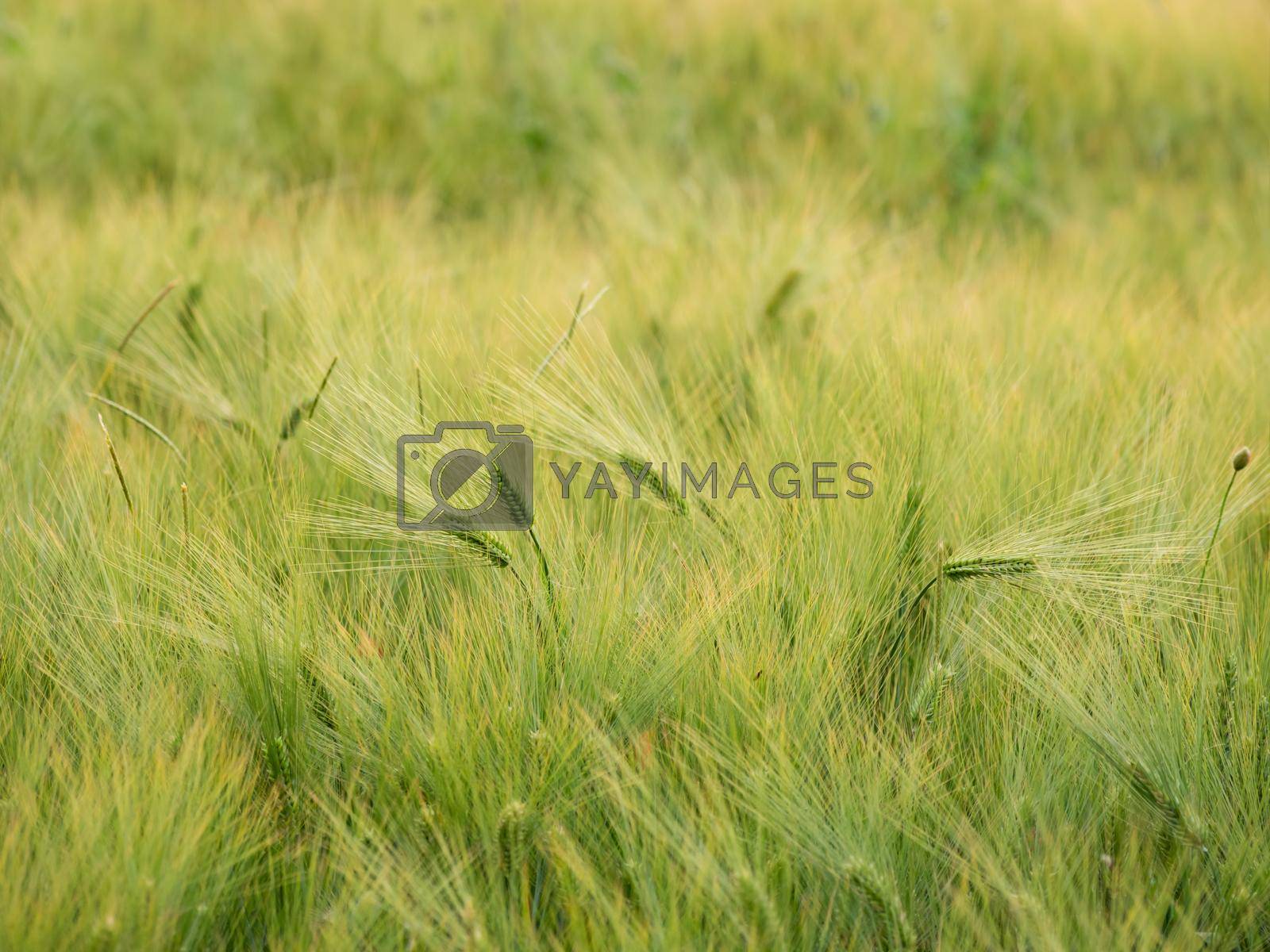 Royalty free image of Agricultural field of rye. Green ears with grains. Growing cereal plants. Natural background. by aksenovko