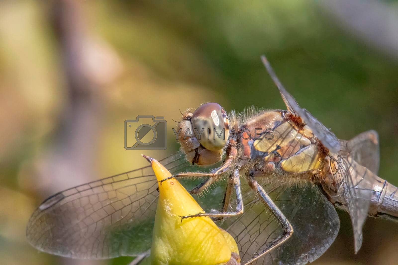 Royalty free image of Beautiful macro of the dragonfly sitting on a twig. A dragonfly is an insect belonging to the order Odonata, infraorder Anisoptera. by EdVal